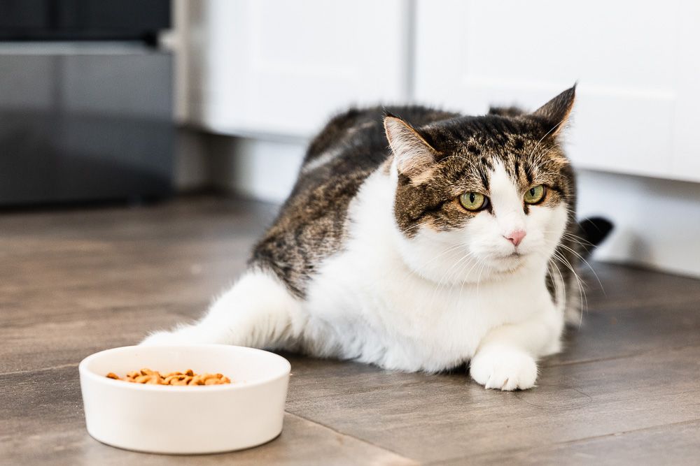 7 Signs Your Catโs Diet Isnโt Working โ And How to Fix It