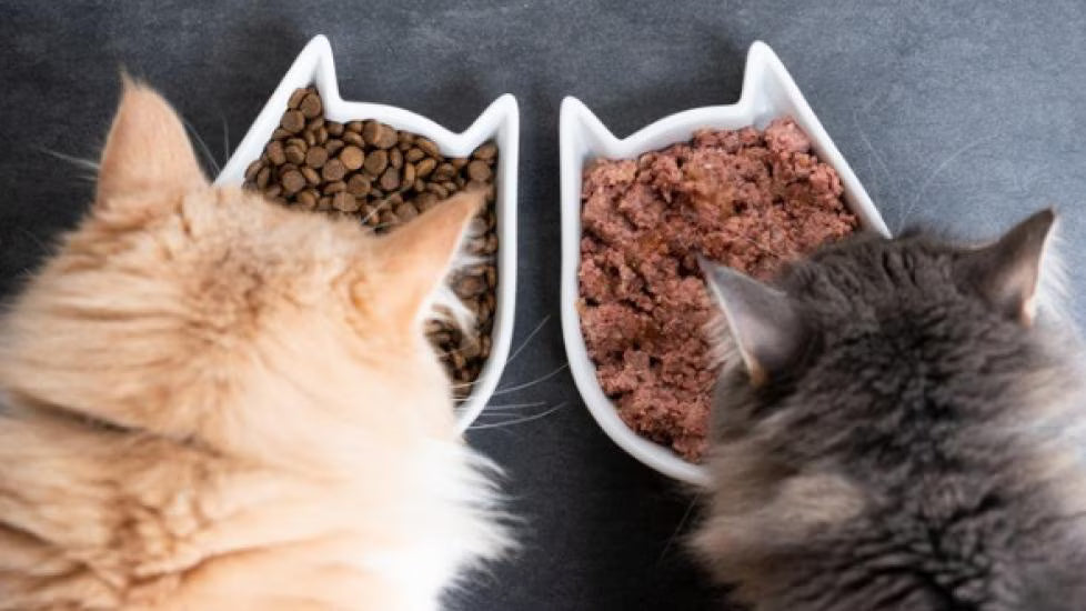 The Real Difference Between Cheap Cat Food and High-Quality Formulas