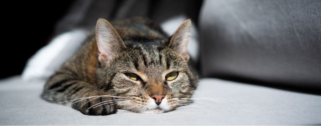 Is Your Cat Understimulated? The Behavioral Red Flags to Watch For