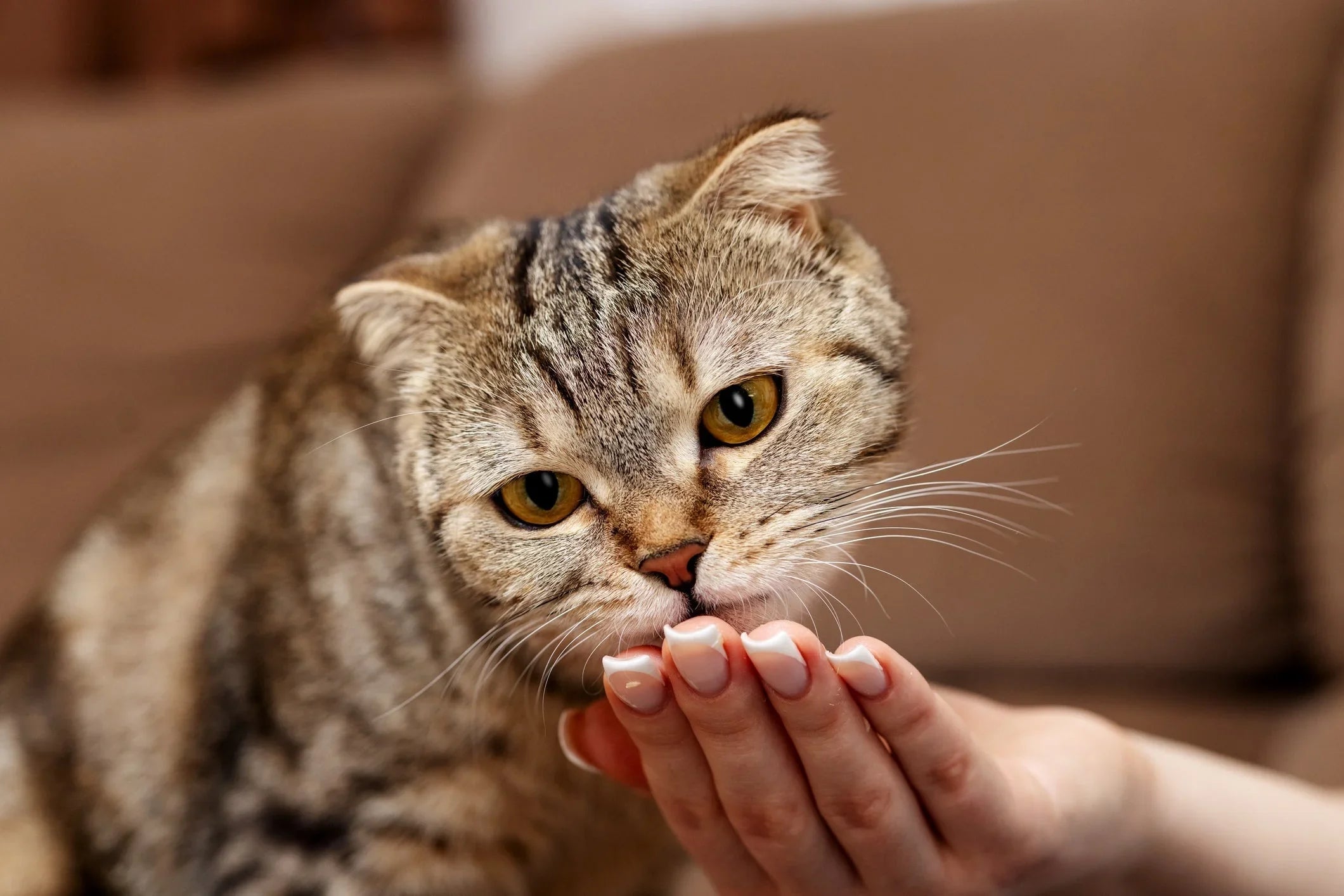 The Science Behind Feline Probiotics: Why Gut Health Changes Everything