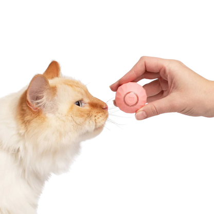 Catology SmartBall – Automatic Bouncing Cat Toy