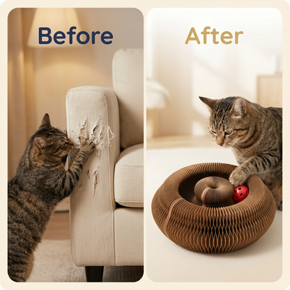 2-in-1 Scratcher & Ball Track