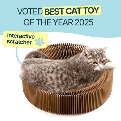 2-in-1 Scratcher & Ball Track