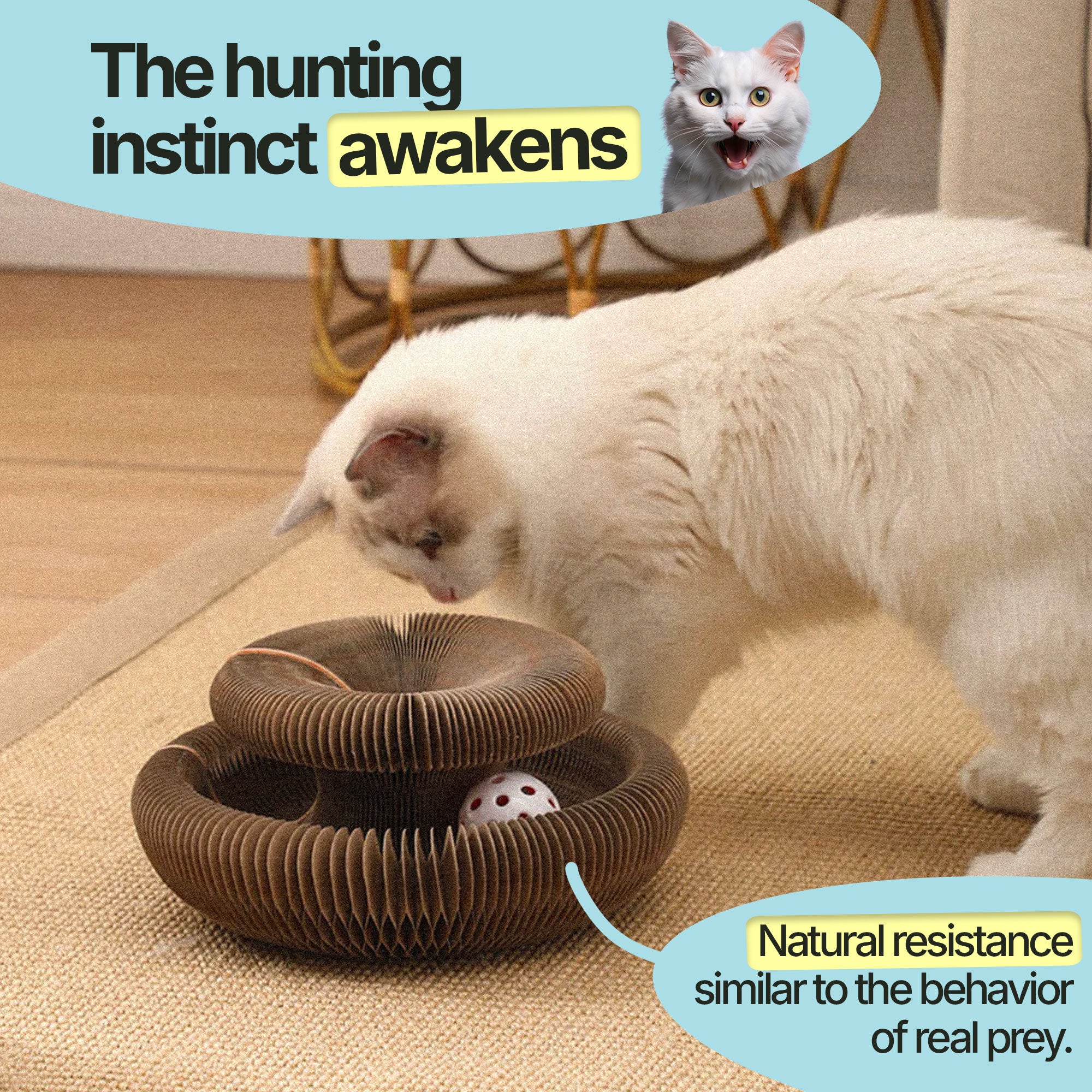 2-in-1 Scratcher & Ball Track